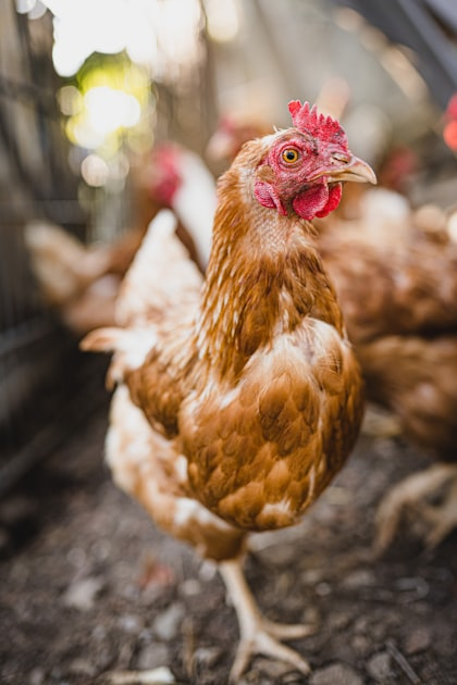 Benefits of Farm Fresh Eggs