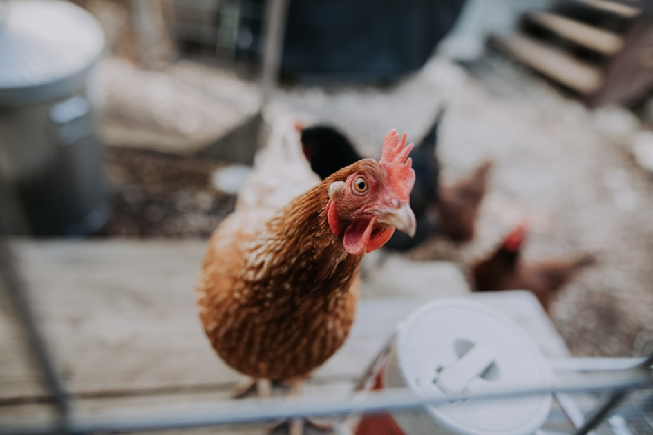 Join Our Community Supported Agriculture