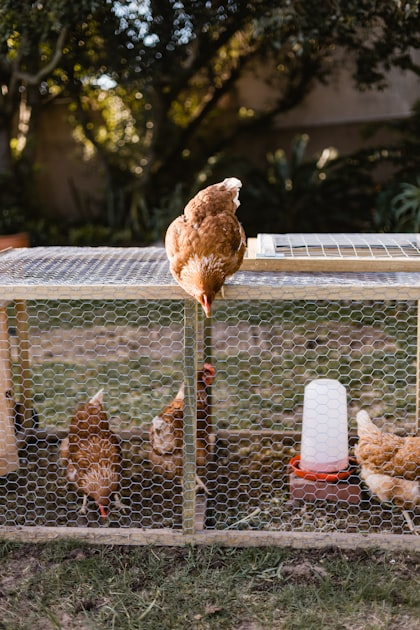 How to Buy Eggs from Us