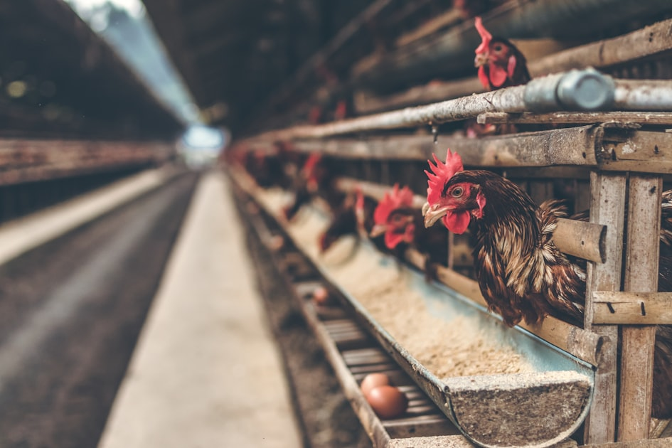 Discover Hogan Farmstead